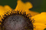 Missouri orange coneflower